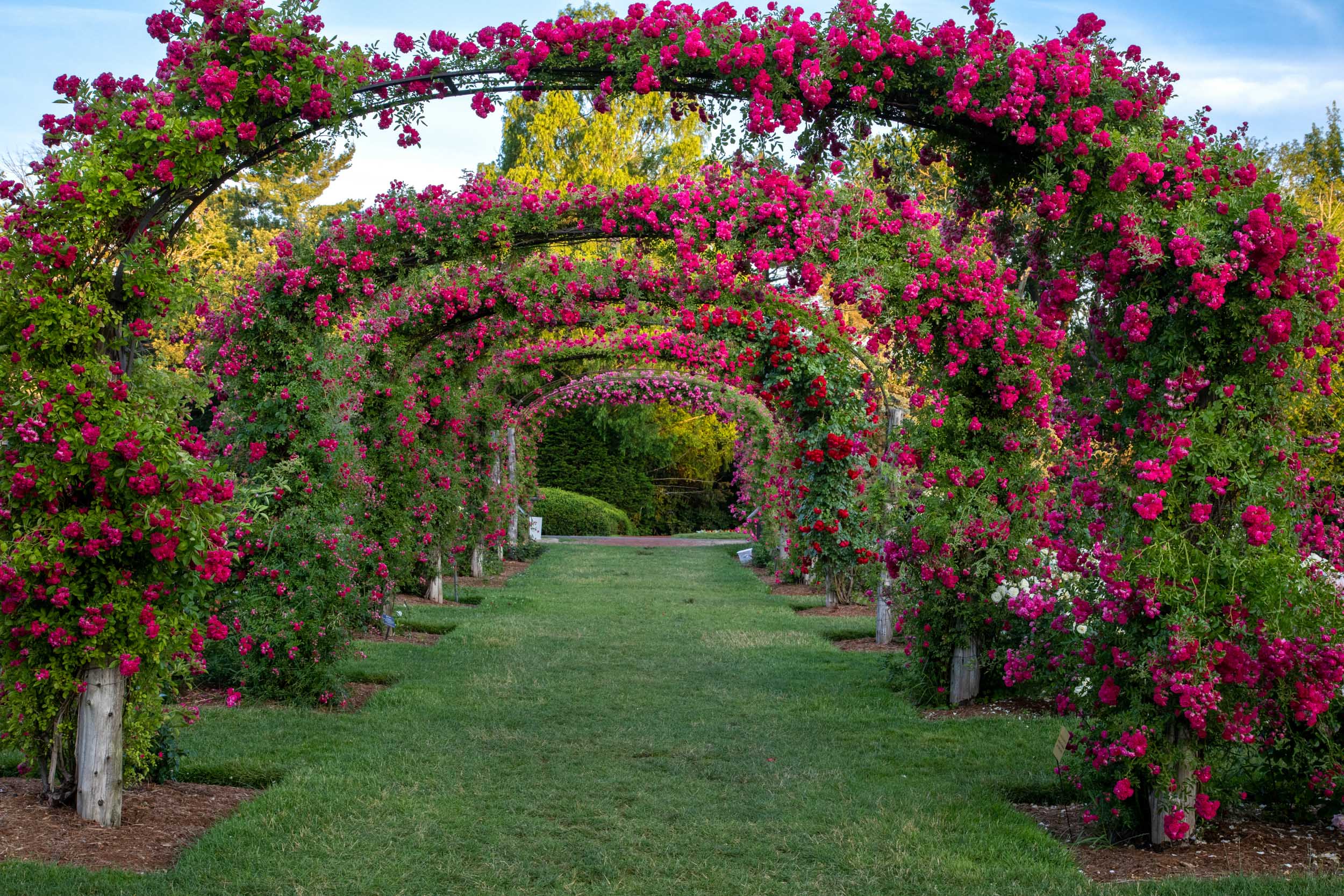 Connecticut Gardens, Elizabeth Park Rose Garden, Caryn B Davis