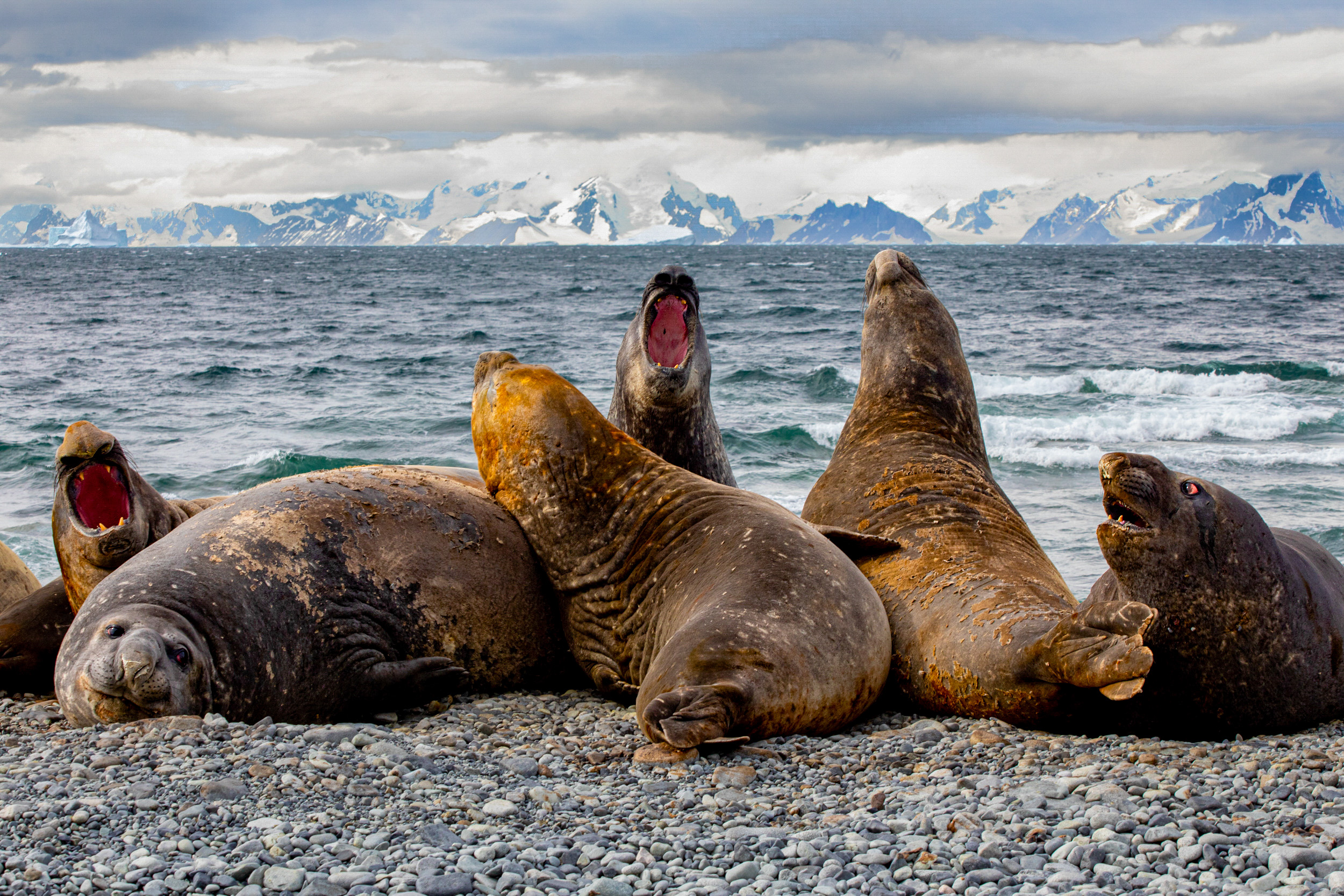 Travel Photographer, Caryn B Davis, Marguerite Bay, Antarctic Pennisula, Jenny Island, elephant seals