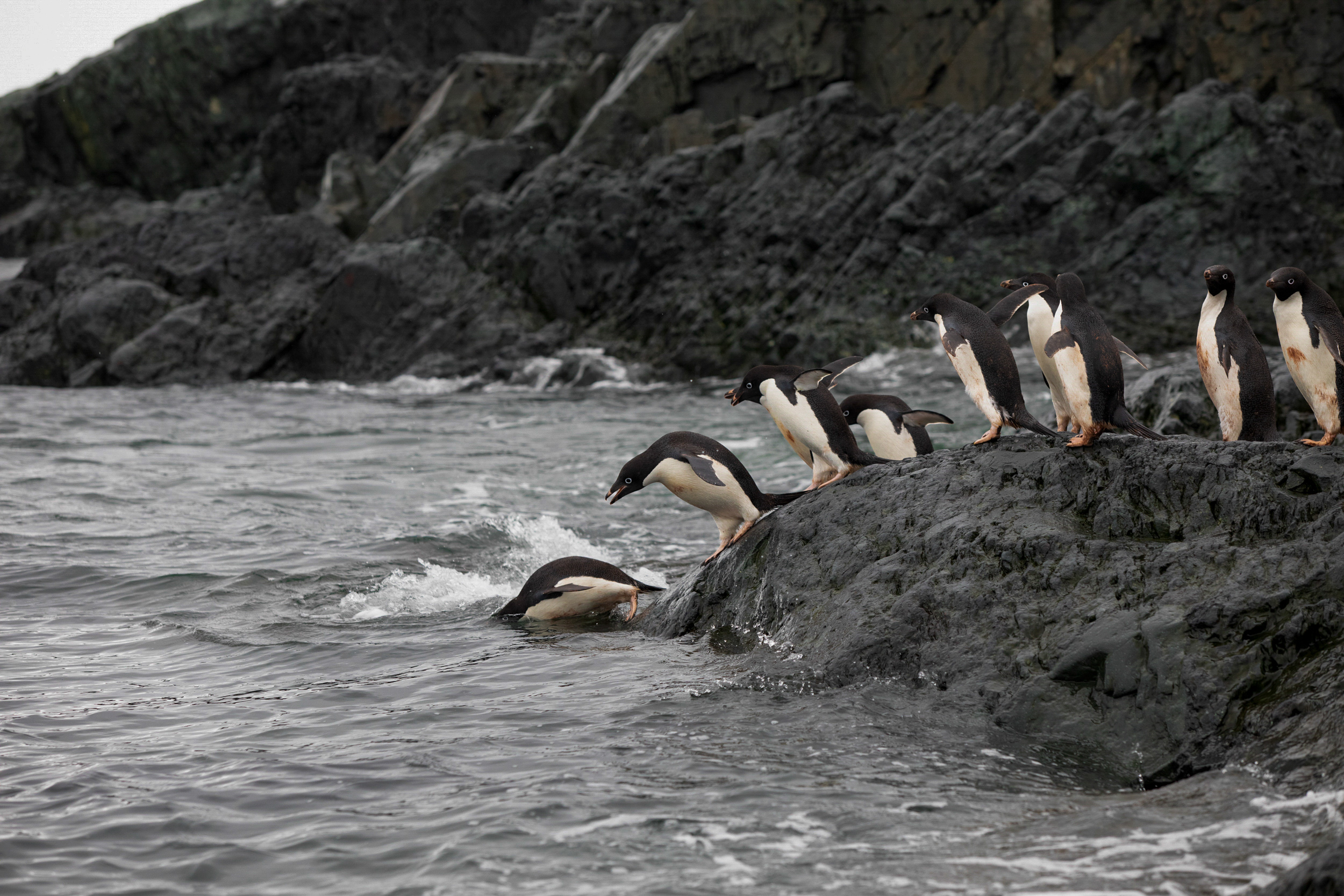 Travel Photographer, Caryn B Davis, Adelie Penguins, Detaille Island, Antarctica, Lonely Planet