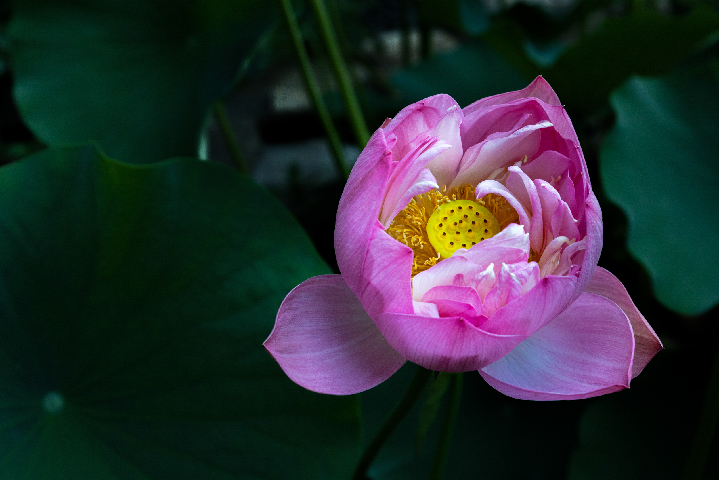 Lotus Flower Caryn B Davis