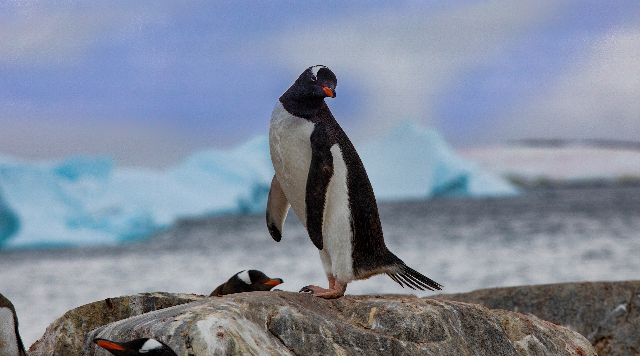 Travel Photographer, Caryn B Davis, Gentoo Penguins, Errerra Channel, Cuverville Island , Antarctica 