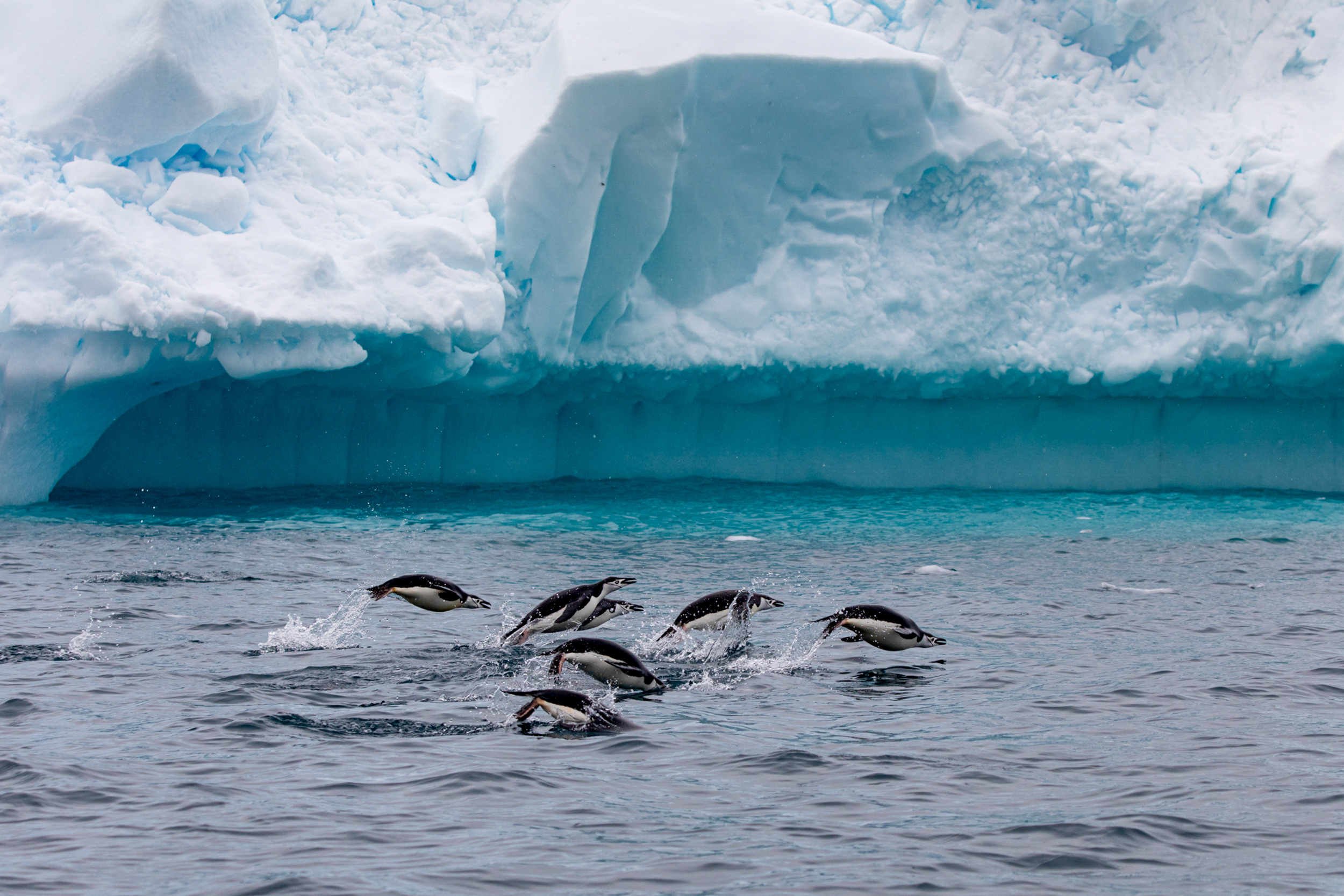 Travel Photographer, Caryn B Davis, Chinstrap Penguins, Cierva Cove, Antarctica