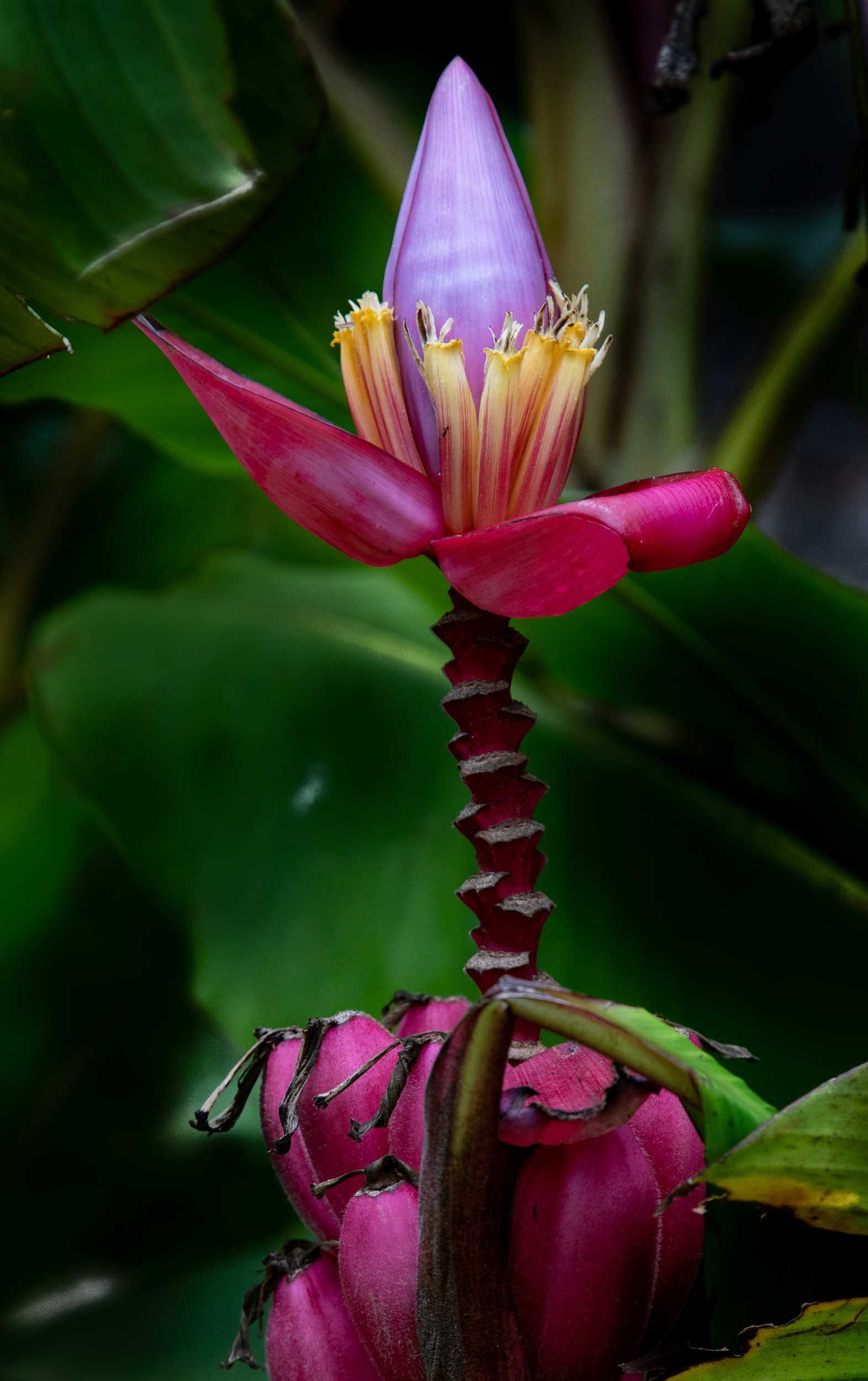 Travel Photographer, Caryn B Davis,  Jardines Secretos, San Gerado, Costa Rica